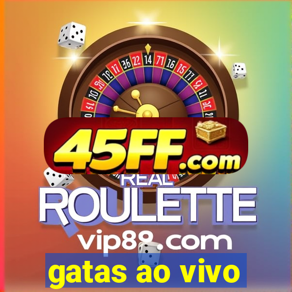 gatas ao vivo